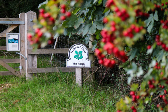 National Trust sign for Corfe Rings with berries