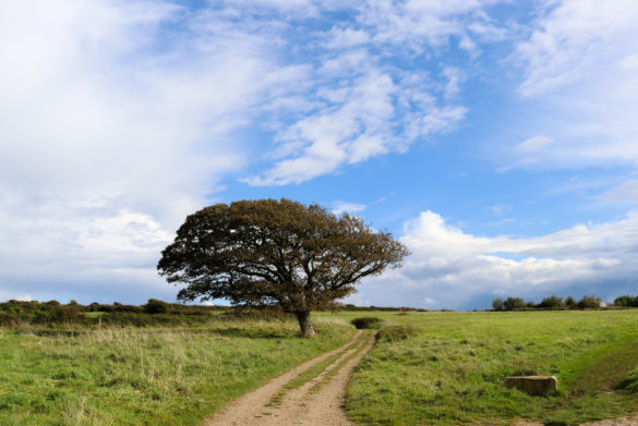 Tree by a path at Spyway in Langton Matravers