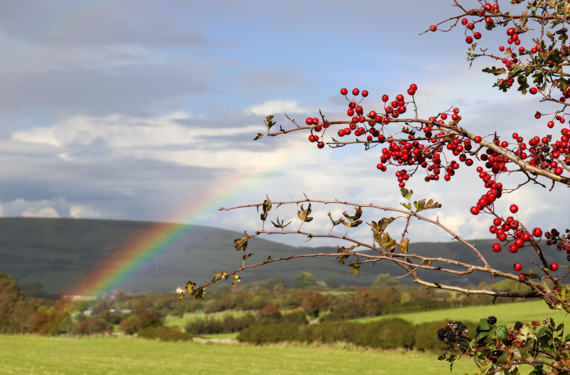 Rainbow and berries on the Purbeck Hills