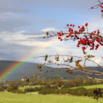 Rainbow and berries on the Purbeck Hills
