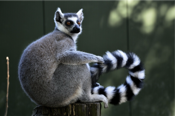 Ring-tailed lemur sitting on a wooden post