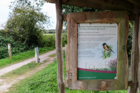 Stoborough Heath National Nature Reserve poster with picture of bird