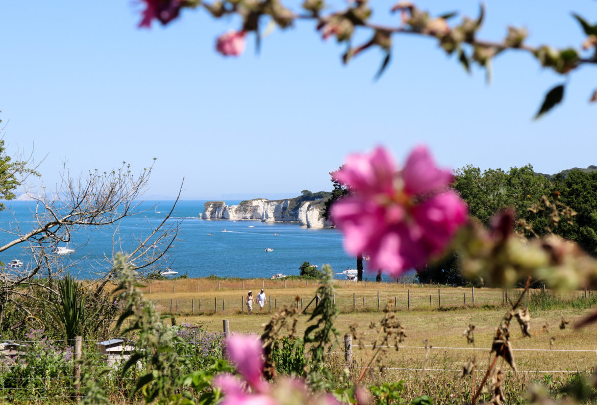 Old Harry Rocks view with couple and flowers