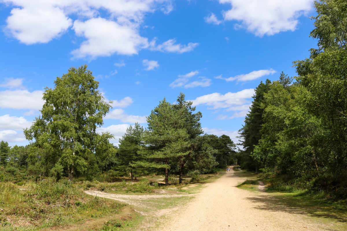 Bridle path in Wareham Forest