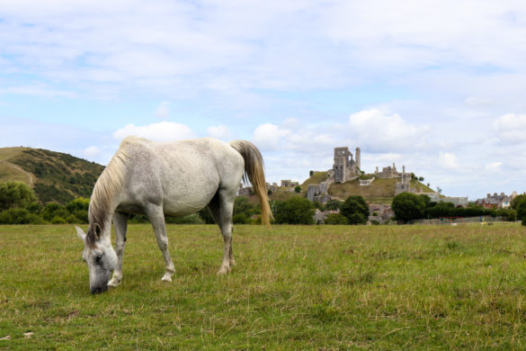 Pony grazing in front of Corfe Castle