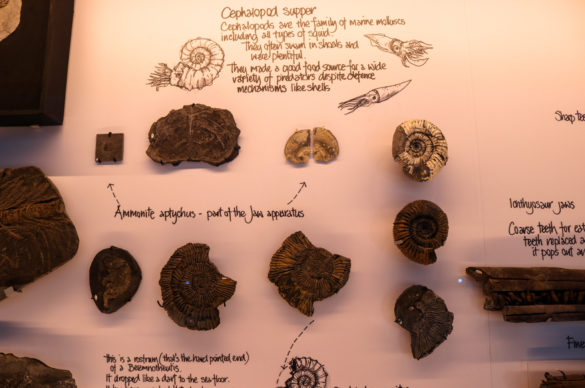 Ammonite display at Kimmeridge museum