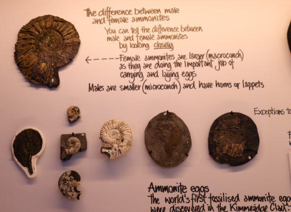 Ammonites on display at the Etches Museum in Kimmeridge