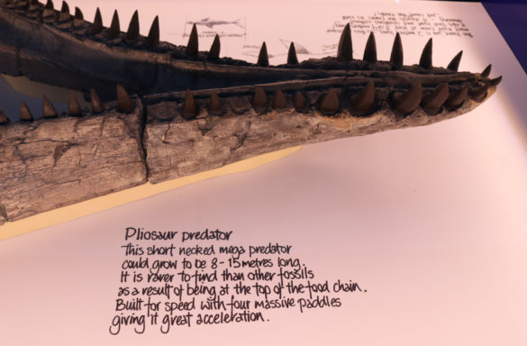 Pliosaur teeth and description at The Etches Collection Kimmeridge