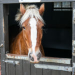 Horse looking out of stable door at Lulworth Equestrian