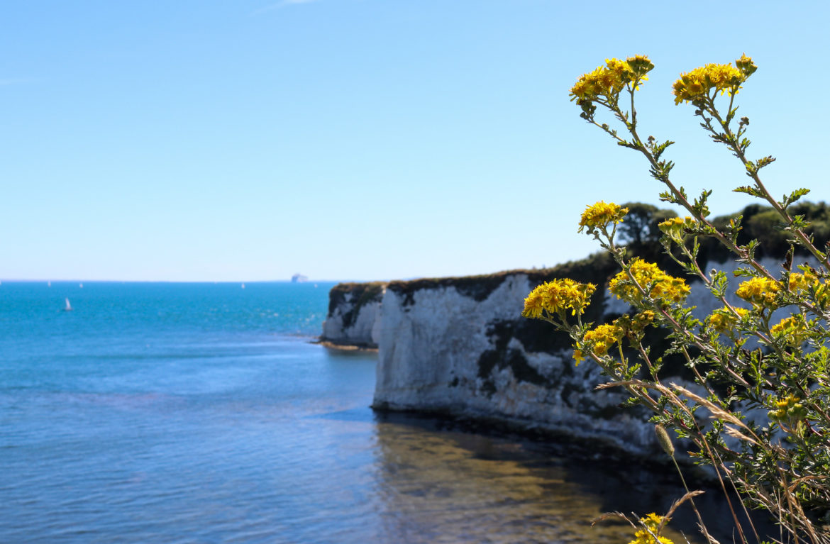 Wildflowers at Old Harry Rocks