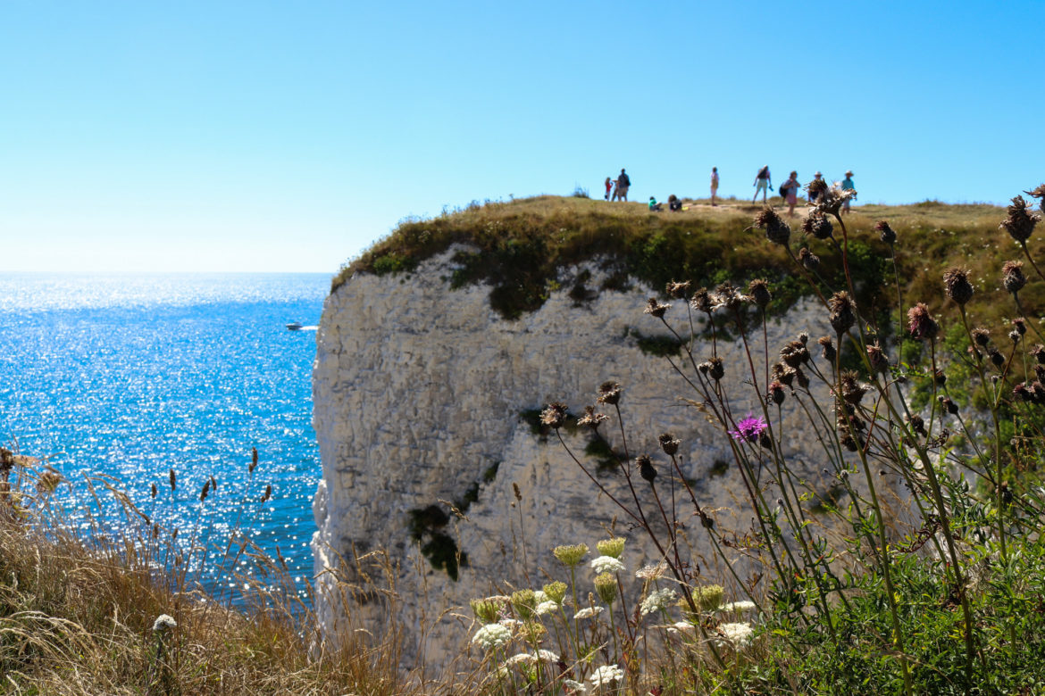 Wildflowers and people on Old Harry Rocks