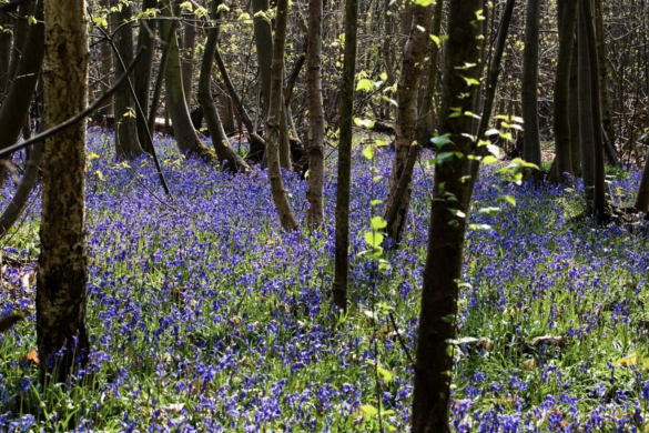 Bluebells growing amongst trees in woodland