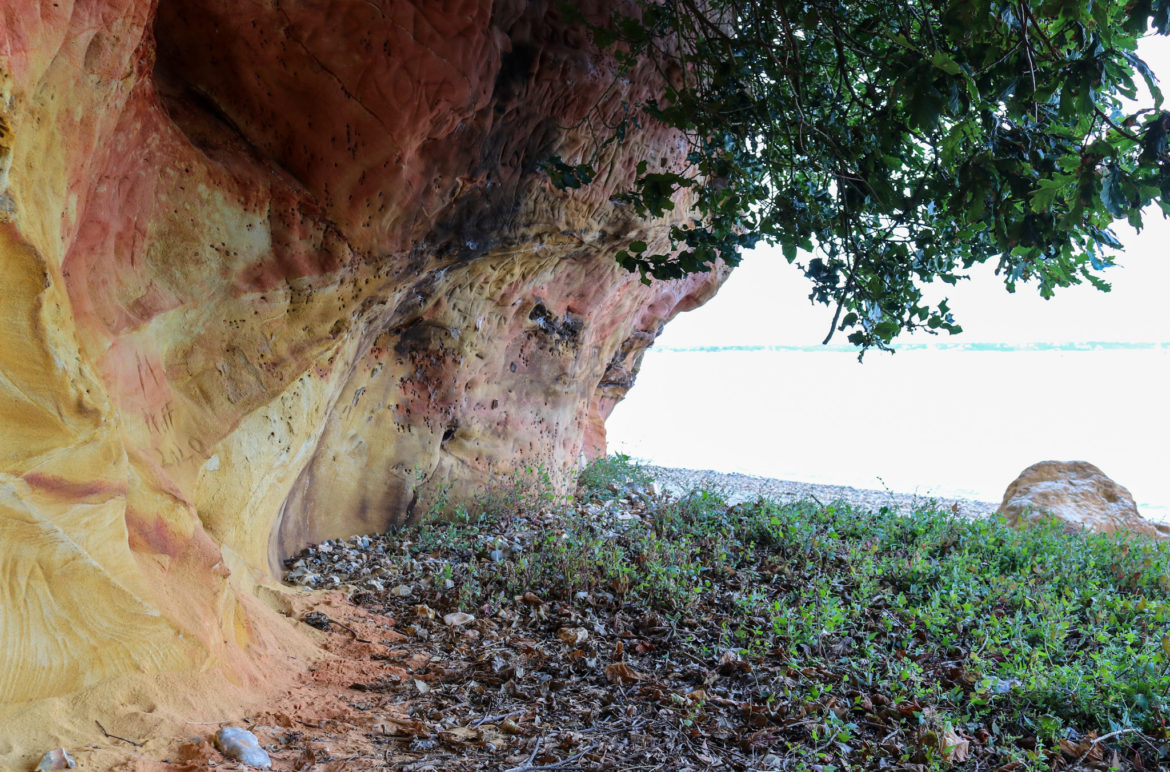 Underside of sandstone cliff with foliage at South Beach in Studland