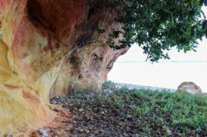 Underside of sandstone cliff with foliage at South Beach in Studland
