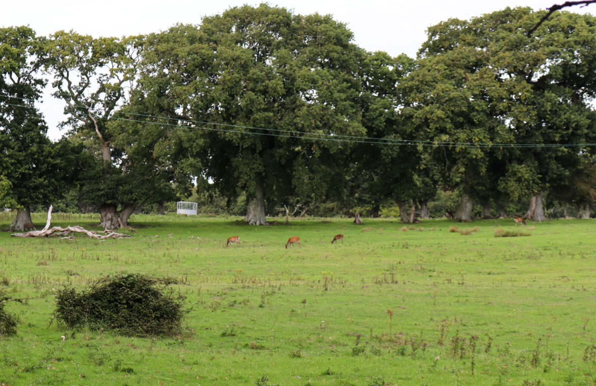Deer in field at RSPB Arne