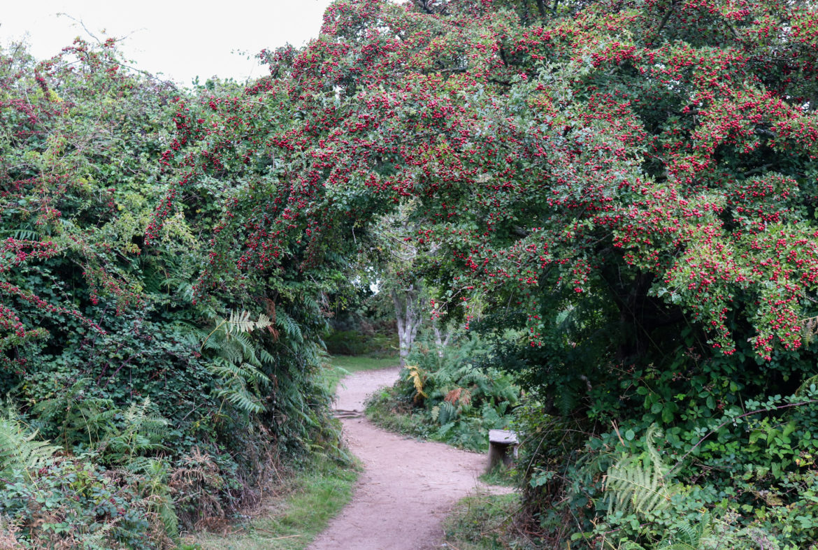 Path through rowan trees at Arne Nature Reserve