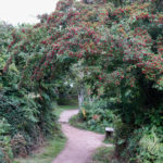 Path through rowan trees at Arne Nature Reserve