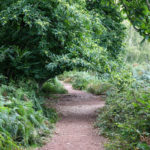 Pathway in the woods at Arne