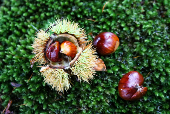 Conkers on mossy ground