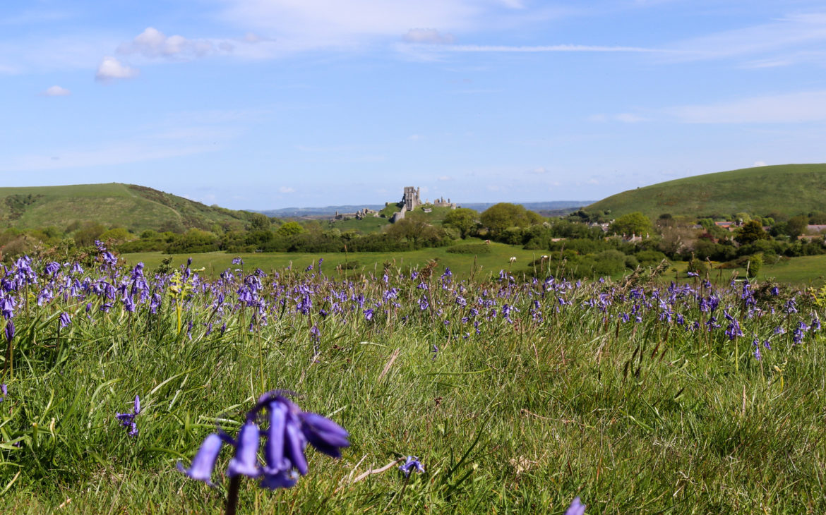 Bluebells on Corfe Common in front of Corfe Castle