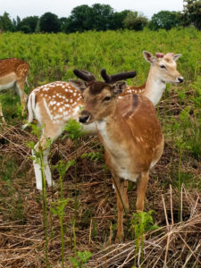 Two young deer in vegetation