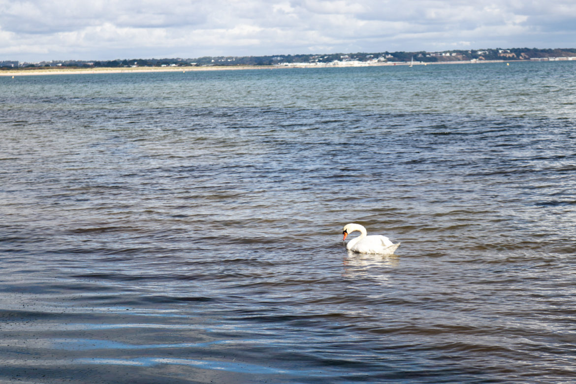 Swan in the sea at Middle Beach, Studland