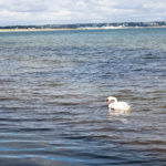 Swan in the sea at Middle Beach, Studland