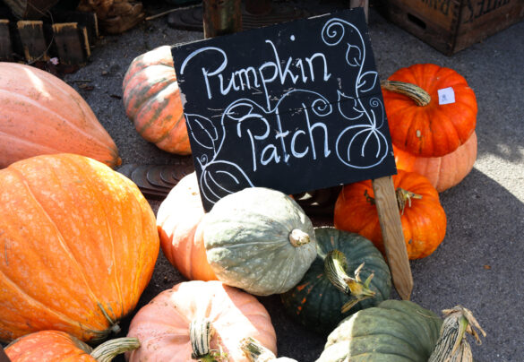 Pumpkins patch at the Square and Compass pub in Worth Matravers