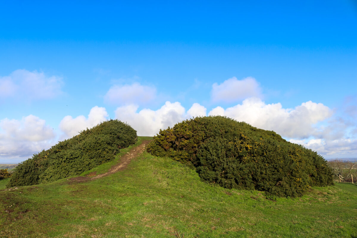 The gorse-covered tumulus at Swyre Head, Purbeck