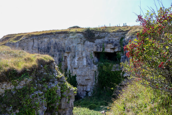 Vegetation around the Winspit quarry caves