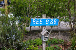 Bee 'B&B' in a flowerbed at RSPB Arne