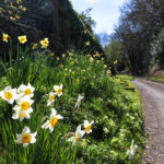 Daffodils growing on the side of the road in Arne