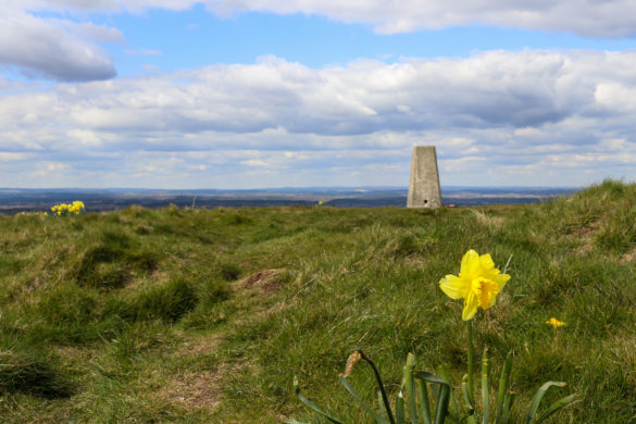 Daffodils grow by the trig point at the top of Creech Barrow hill