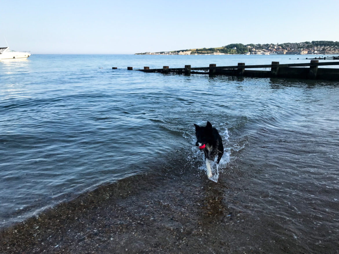 Dog playing with ball on Swanage Beach with Peveril Point in the distance