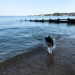 Dog playing with ball on Swanage Beach with Peveril Point in the distance