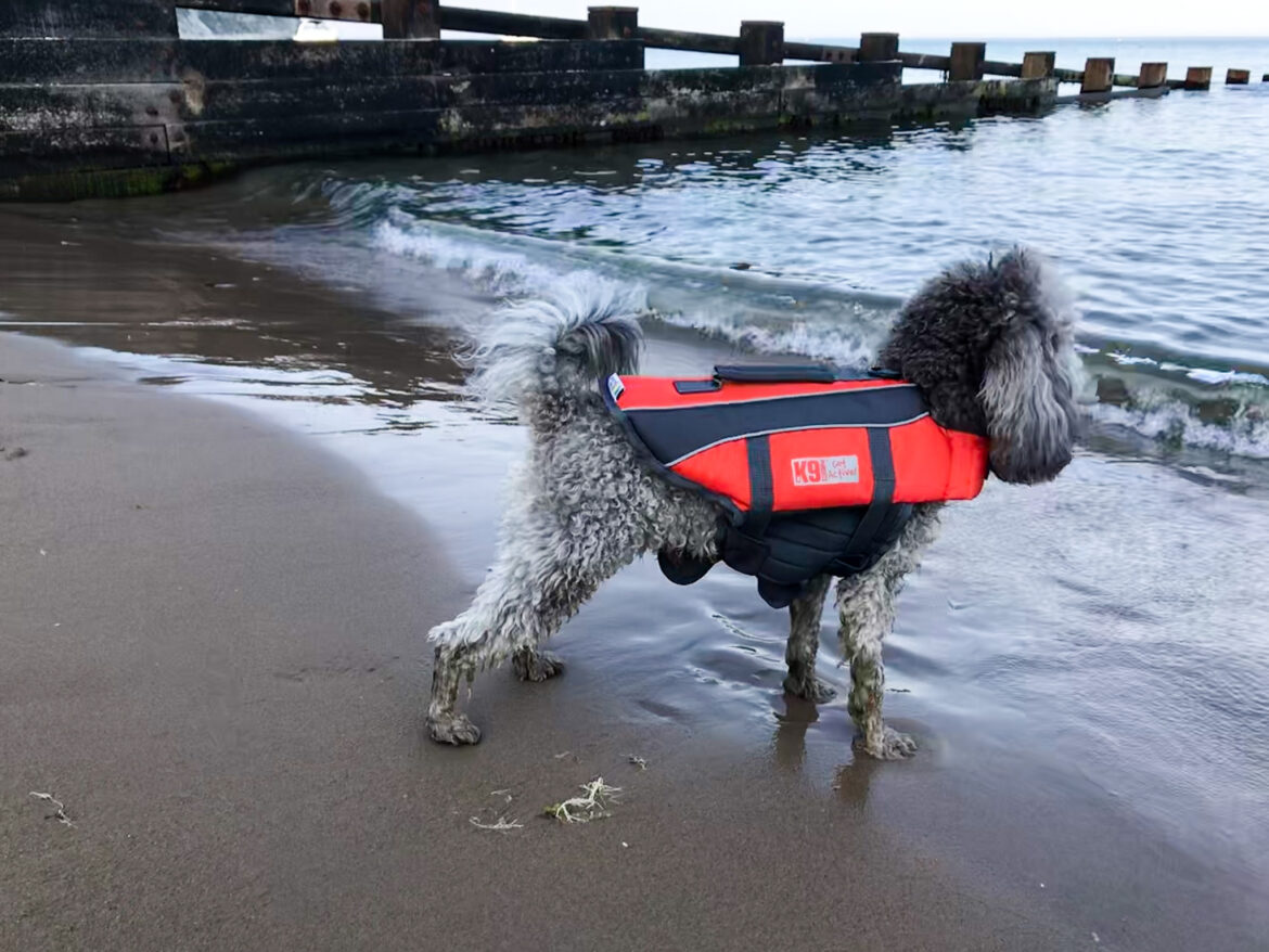 Small dog wearing life jacket on the beach by the groynes at Swanage
