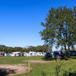 Tents pitched in a field at Norden Farm Campsite