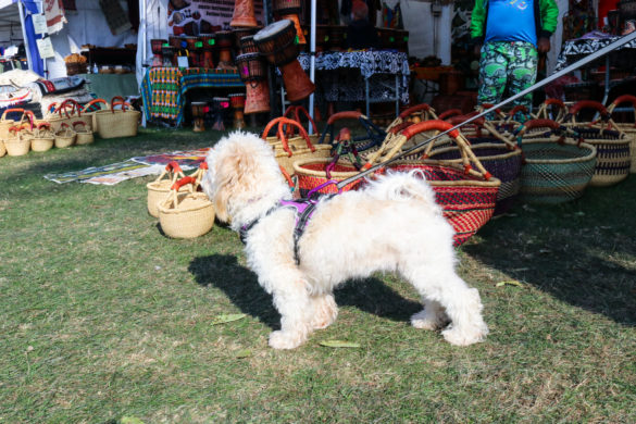 Small dog in Sandpit Field, Swanage by a seller's tent