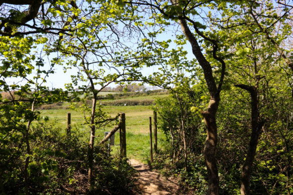 Path through trees to glamping area of Herston Campsite