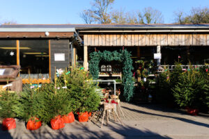 Christmas trees and handmade wooden reindeer for sale at the entrance of the farm shop at Norden