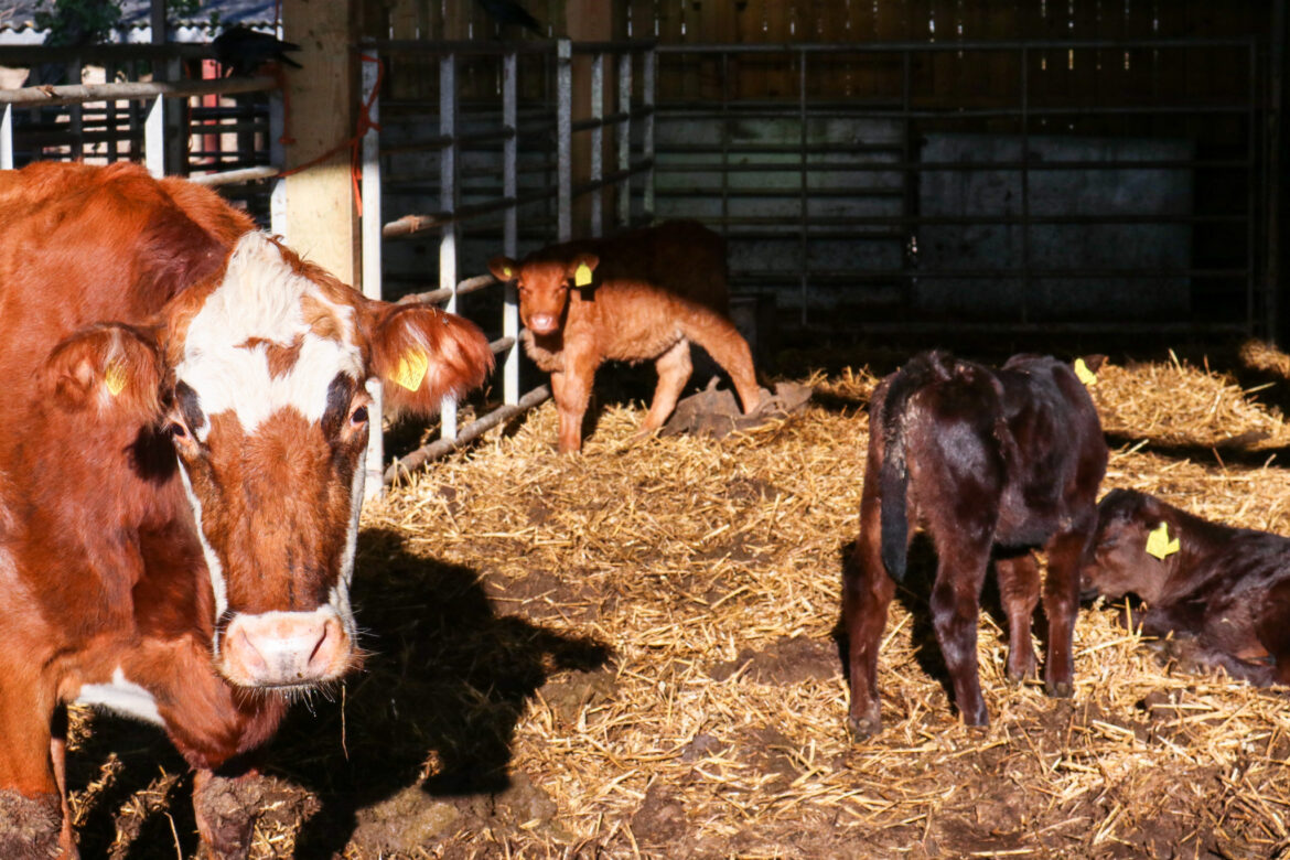 A cow and three calves in a barn at Norden Farm