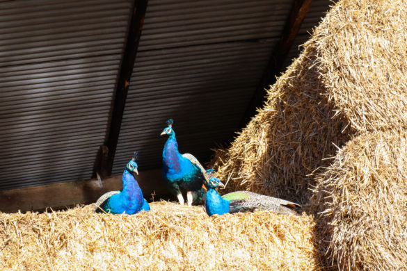 Three peacocks sitting on hay bales at Norden Farm, near Corfe Castle