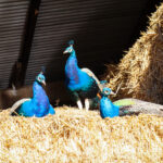 Three peacocks at Norden Farm sitting in the sunshine on some hay