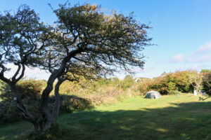 Old tree in one of the secluded camping fields at Tom's Field, Langton Matravers