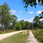 Walking and cycle trails through Wareham Forest in Purbeck