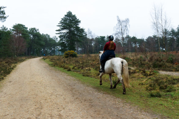 Girl riding a horse through Wareham Forest