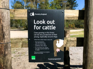 Sign on gate about cattle grazing in Wareham Forest, by Forestry England