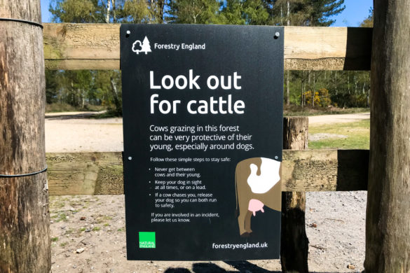 Sign on gate about cattle grazing in Wareham Forest, by Forestry England