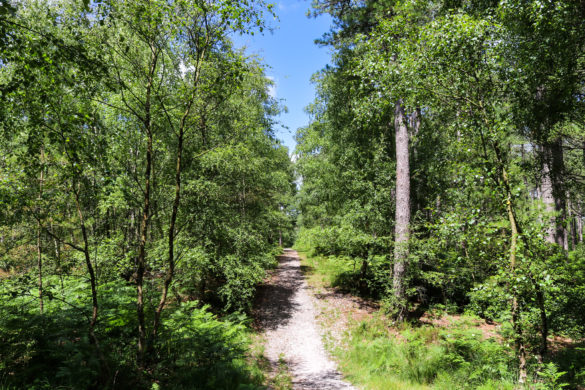 Tall trees lining a walking trail in Wareham Forest