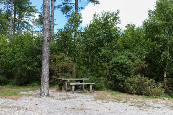 Picnic bench by the car park of Wareham Forest's Sika Trail